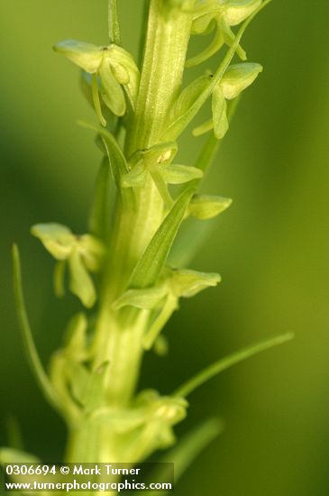 Platanthera stricta (Habenaria saccata)