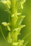 Slender Bog Orchid blossoms detail