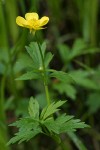 Straight-beak Buttercup blossom & foliage detail