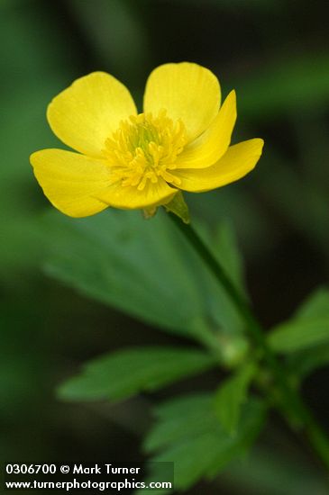 Ranunculus orthorhynchus var. orthorhynchus