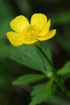 Straight-beak Buttercup blossom detail