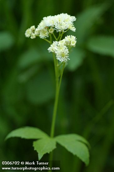 Trautvetteria caroliniensis