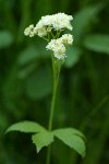 False Bugbane blossoms & foliage