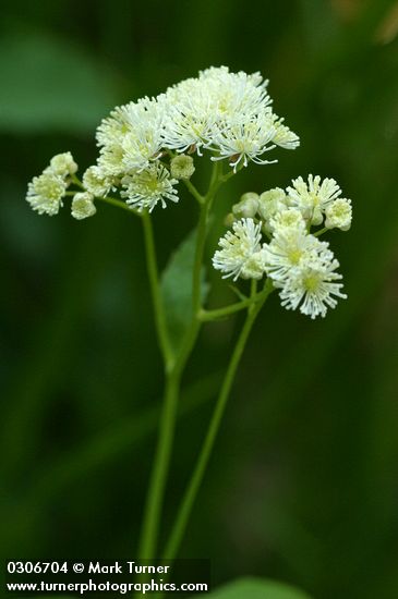 Trautvetteria caroliniensis