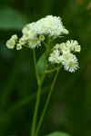 False Bugbane blossoms detail