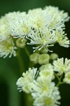 False Bugbane blossoms extreme detail