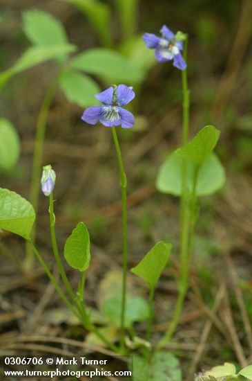 Viola adunca