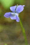 Early Blue Violet blossom detail