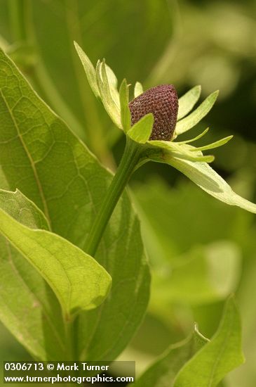 Rudbeckia occidentalis