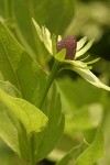 Western Chocolate-cone blossom & foliage detail