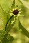 Western Chocolate-cone blossom & foliage detail