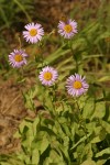 Subalpine Daisies