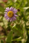 Subalpine Daisy blossom detail