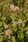 Subalpine Daisies