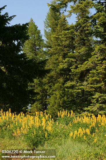 Lupinus sabinianus