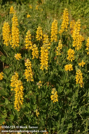 Lupinus sabinianus