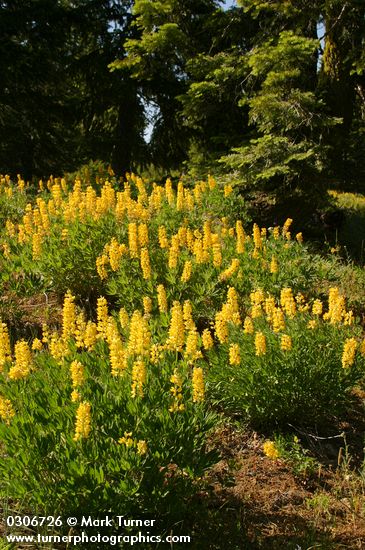 Lupinus sabinianus