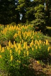 Sabin's Lupines