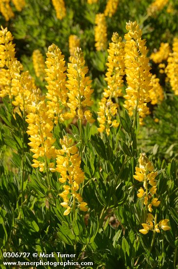 Lupinus sabinianus