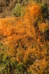 Love-tangle (Western Dodder) parasitic on Phlox