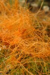 Love-tangle (Western Dodder) parasitic on Phlox detail