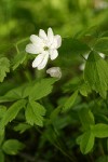 Oregon Anemone (double form)