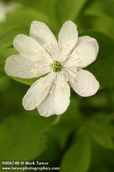 Anemone oregana