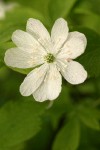 Oregon Anemone (double form) blossom detail