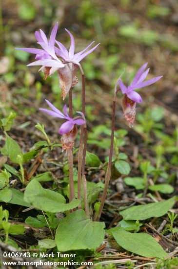 Calypso bulbosa