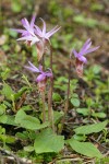 Calypso Orchids