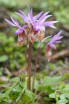 Calypso Orchids