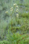 Oregon Saxifrage