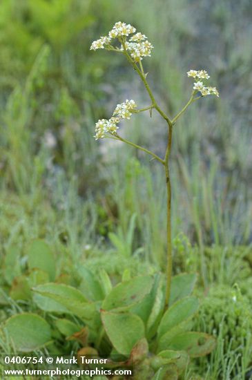 Saxifraga oregana