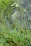 Oregon Saxifrage