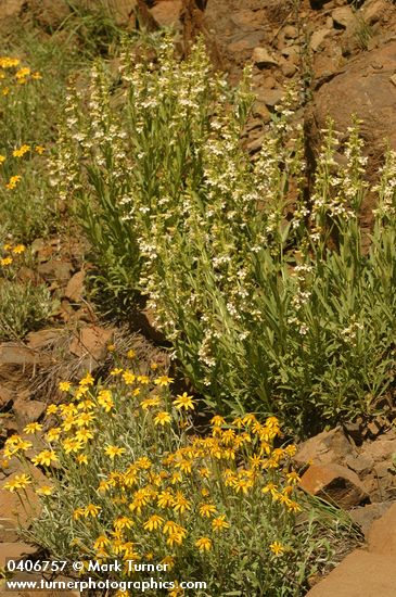 Penstemon deustus; Eriophyllum lanatum