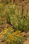 Hot Rock Penstemon w/ Oregon Sunshine