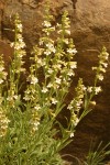 Hot Rock Penstemon