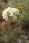 Bolander's Yampah blossoms