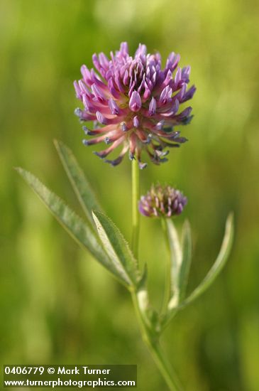 Trifolium douglasii