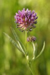 Douglas' clover blossom & foliage