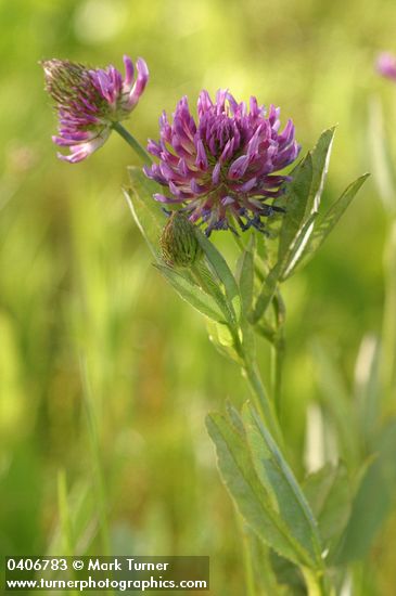 Trifolium douglasii