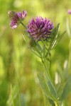 Douglas' clover blossoms & foliage