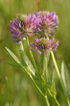 Douglas' clover blossoms & foliage