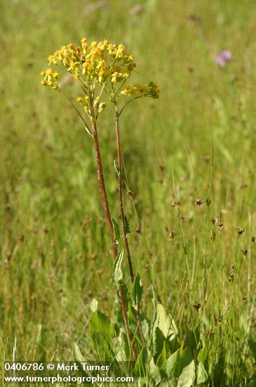 Senecio hydrophiloides (S. foetidus)