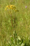 Sweet Marsh Groundsel