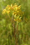 Sweet Marsh Groundsel blossoms