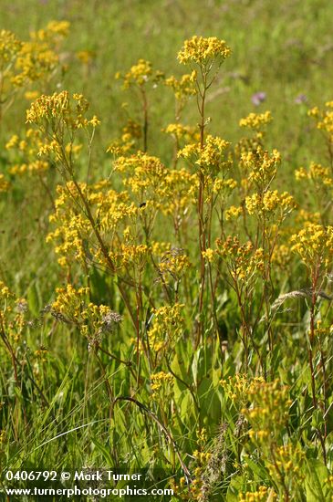 Senecio hydrophiloides (S. foetidus)