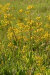 Sweet Marsh Groundsel