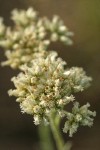 Silvery Pussytoes female blossoms detail