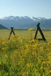 Granite Mountains w/ Sweet Marsh Groundsel along fencerow fgnd